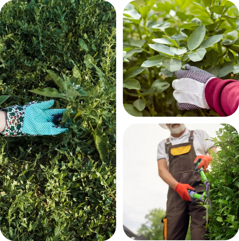 shrub-and-hedge-trimming