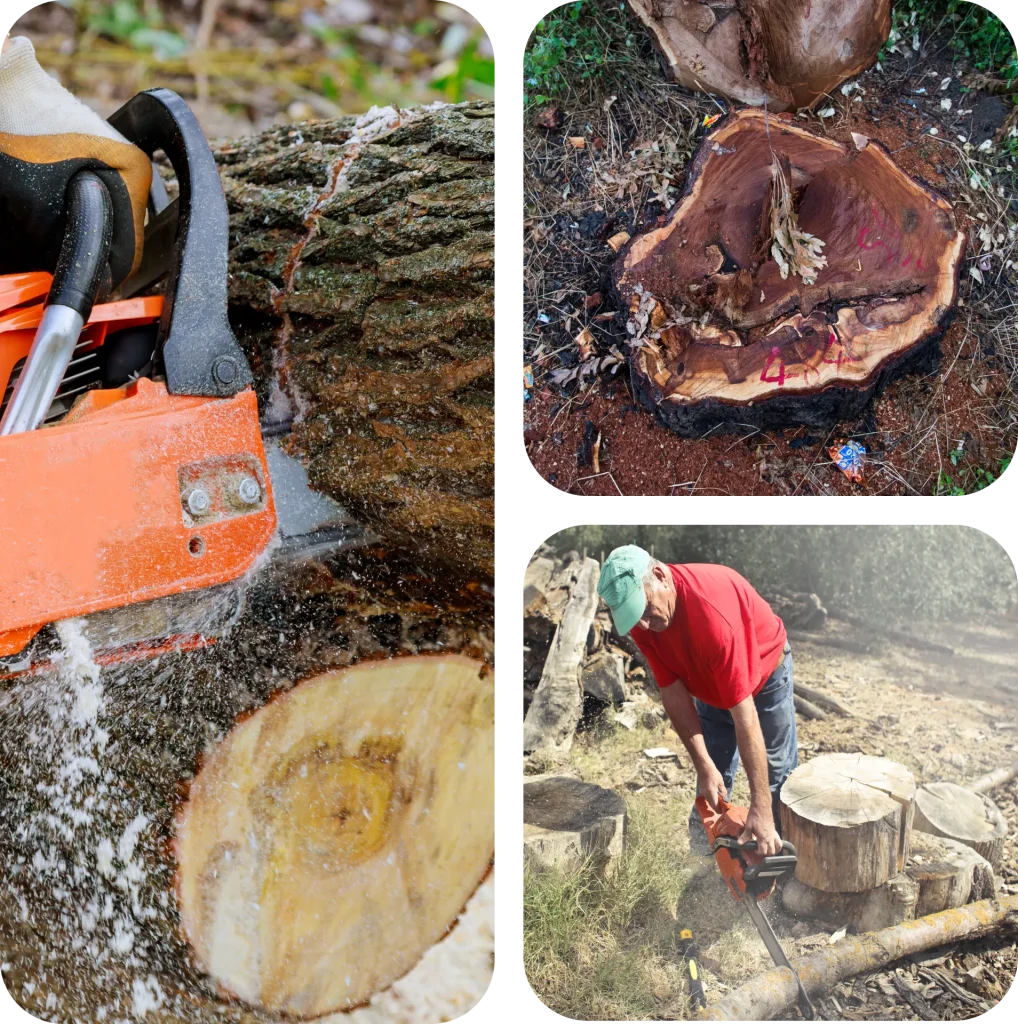 stump grinding and removal