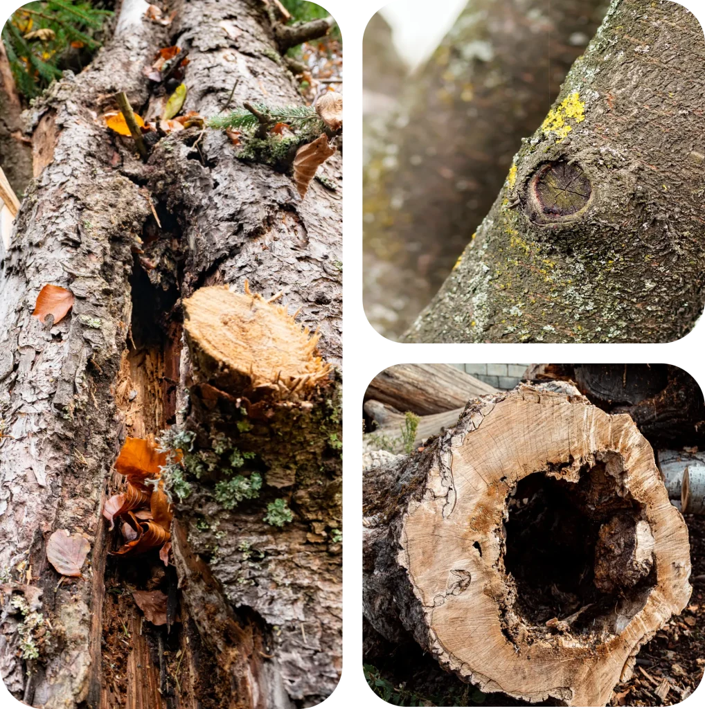 tree-health-and-disease-management