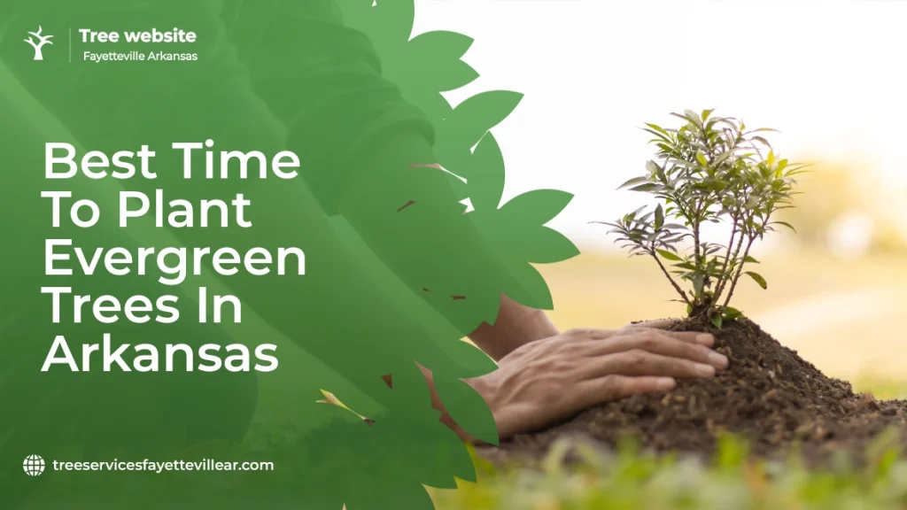 Best Time To Plant Evergreen Trees In Arkansas