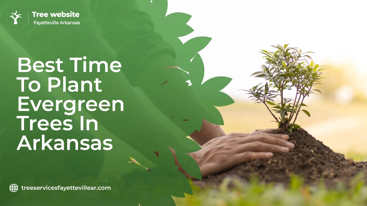 Best Time To Plant Evergreen Trees In Arkansas