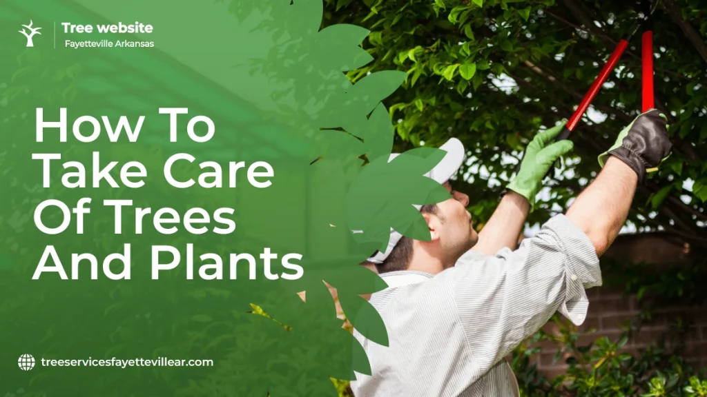 How to Take Care of Trees and Plants