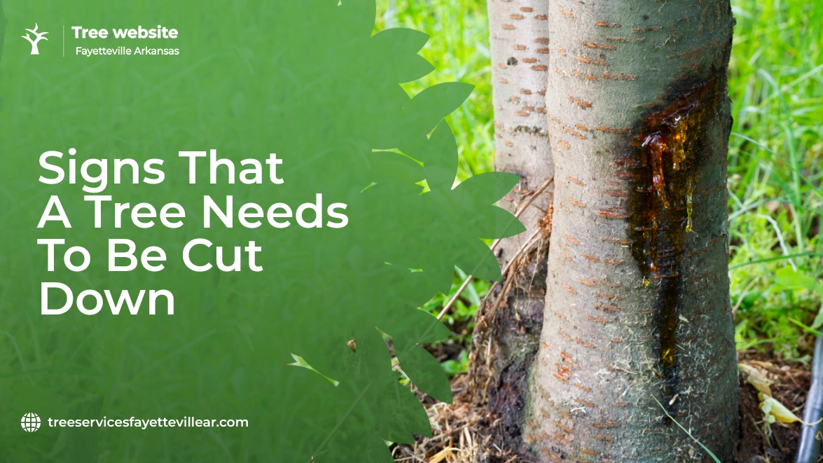 Signs That a Tree Needs To Be Cut Down