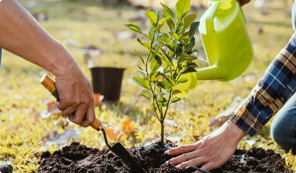 planting