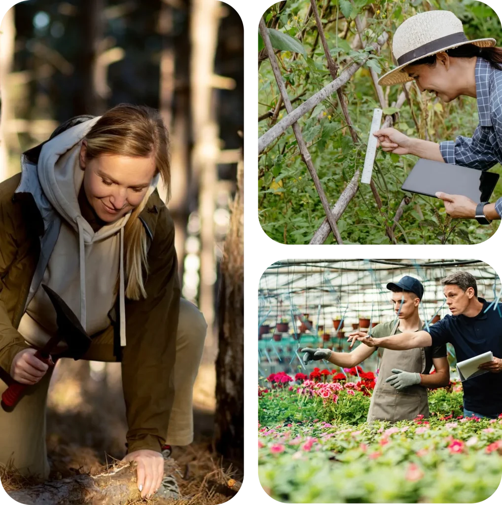 tree inspection and consultation