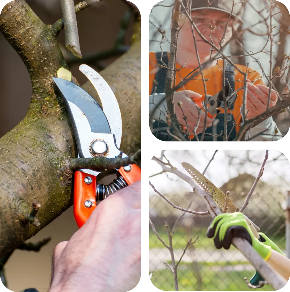tree trimming and pruning