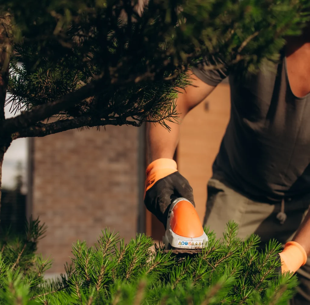 tree trimming and pruning
