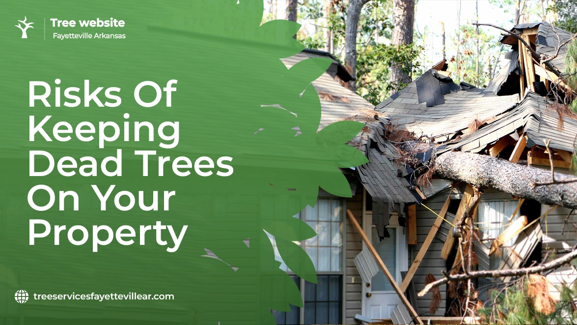 Risks of Keeping Dead Trees on Your Property