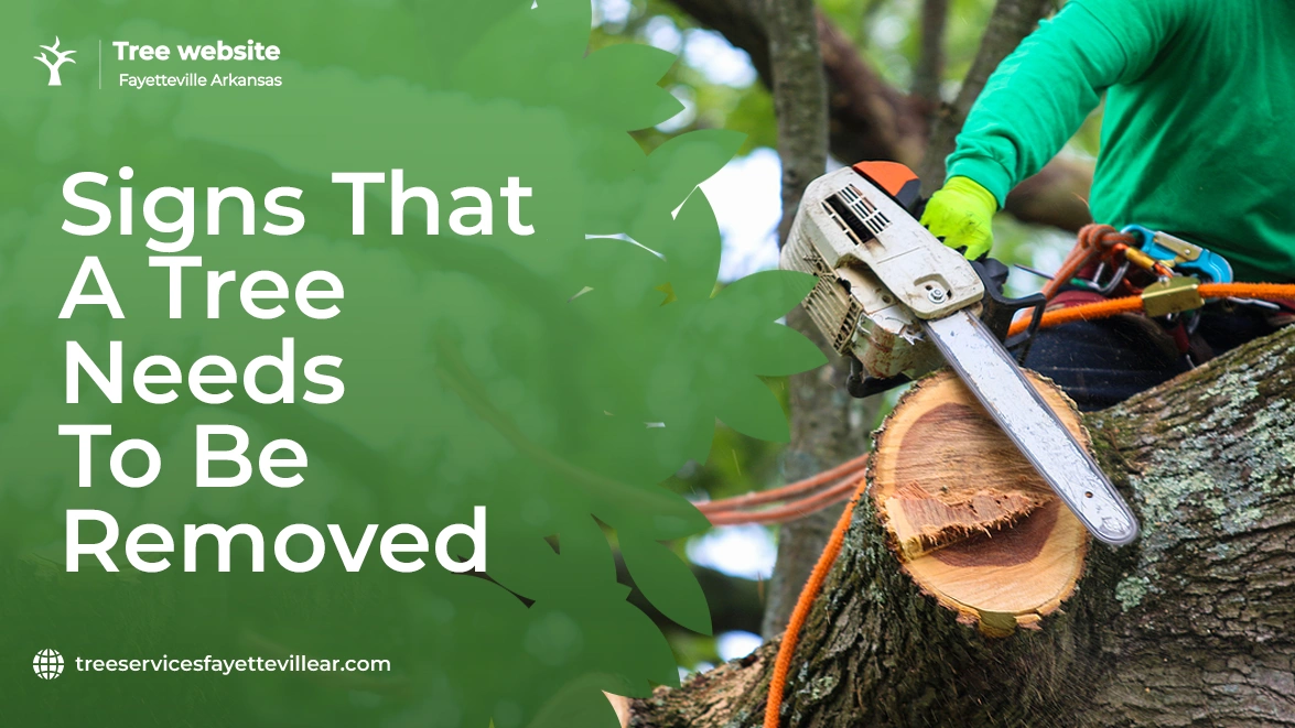 Signs That A Tree Needs To Be Removed