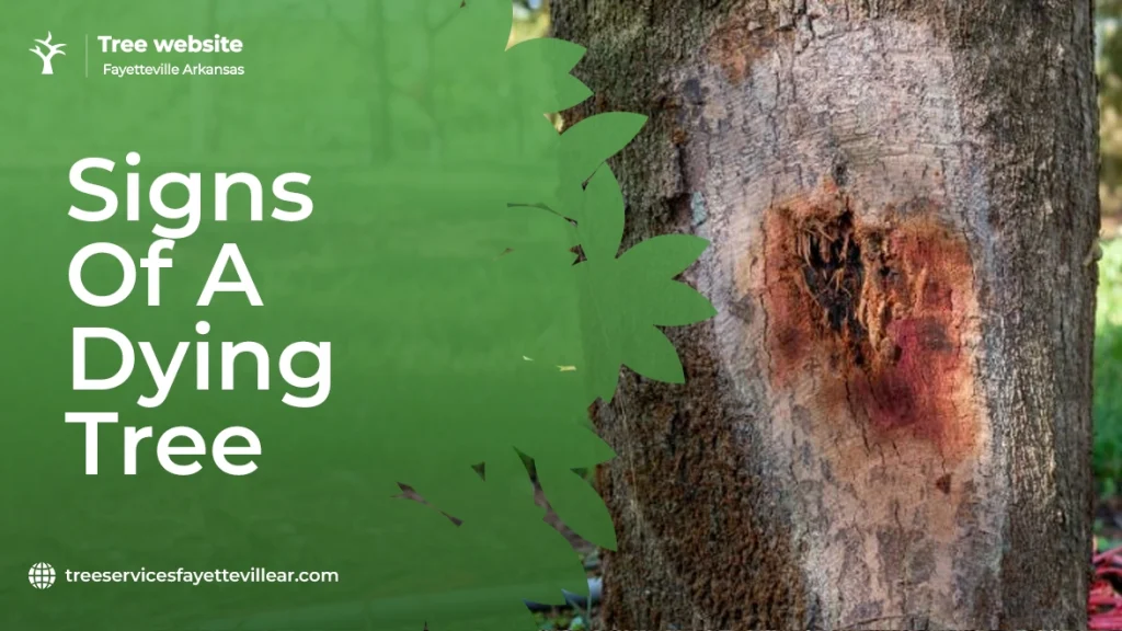 Signs of a Dying Tree