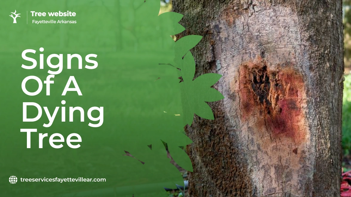 Signs of a Dying Tree