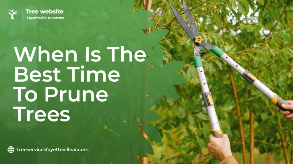 When Is the Best Time to Prune Trees