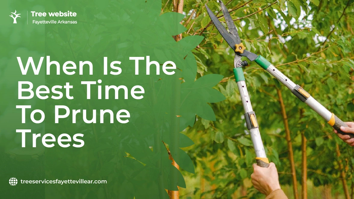 When Is the Best Time to Prune Trees