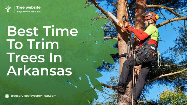 Best Time To Trim Trees In Arkansas