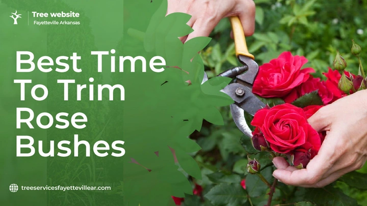 Best Time to Trim Rose Bushes